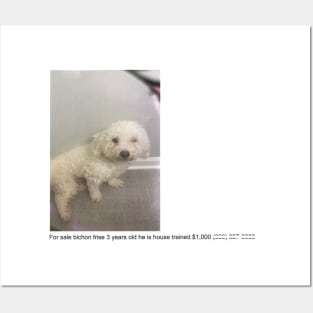 for sale bichon frise Posters and Art